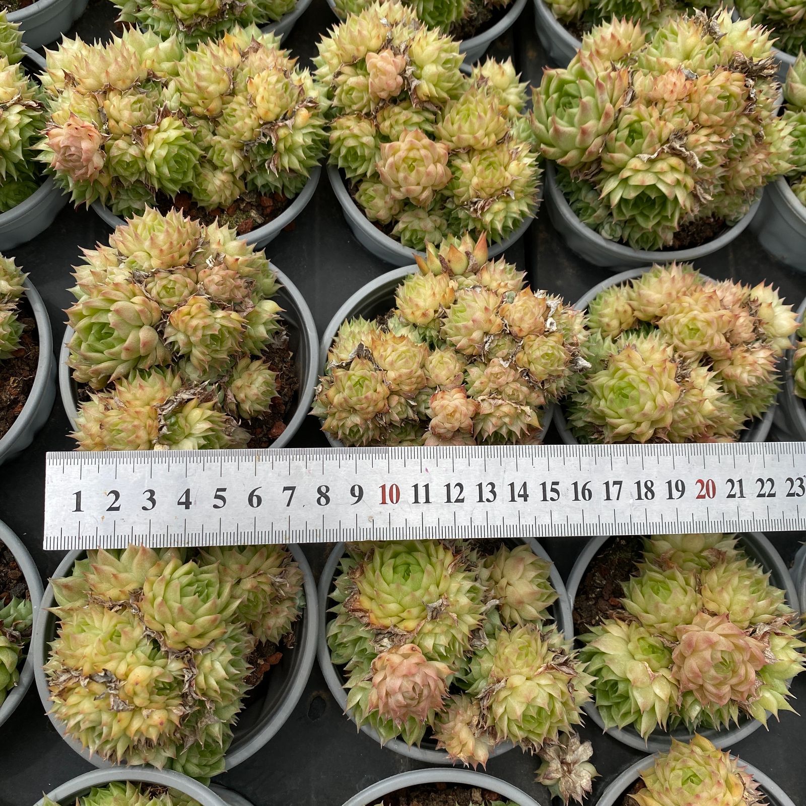 30株の抜き苗セット マルガン女王群生 多肉植物 佐川急便発送 エケベリア 韓国苗 NGN1405