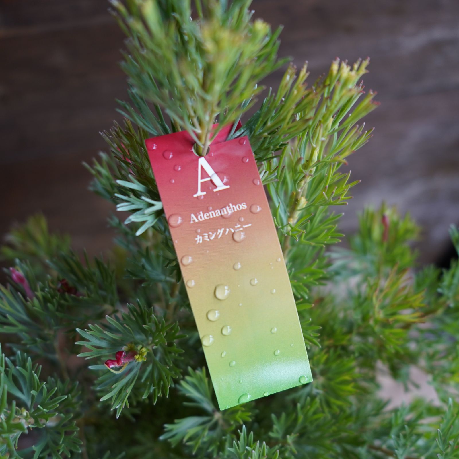 オリーブ ：アルベキーナ【現品販売：A】（ 7号）希少品種 アルベキナ