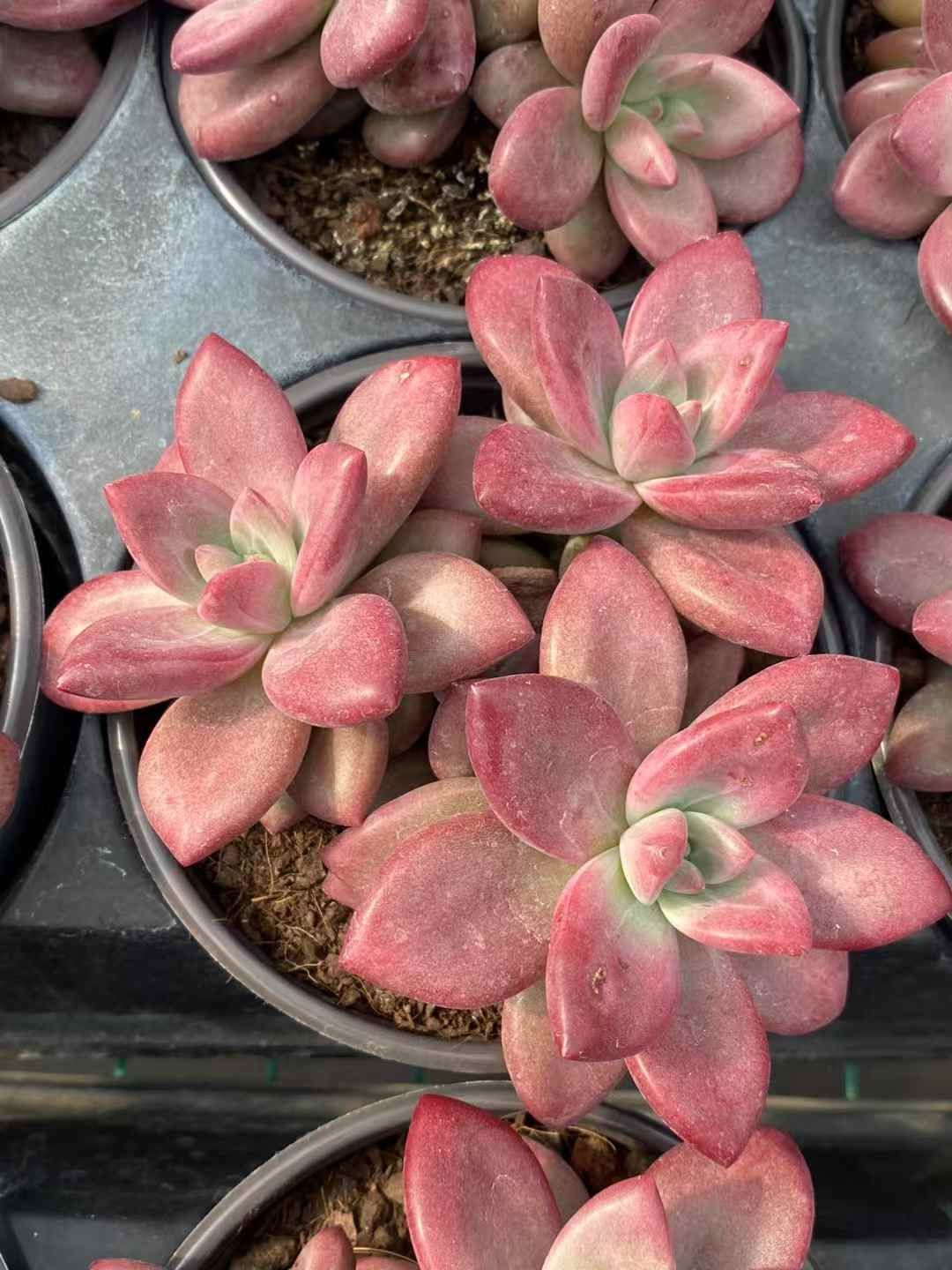 ピーチ姫 抜き苗 多肉植物