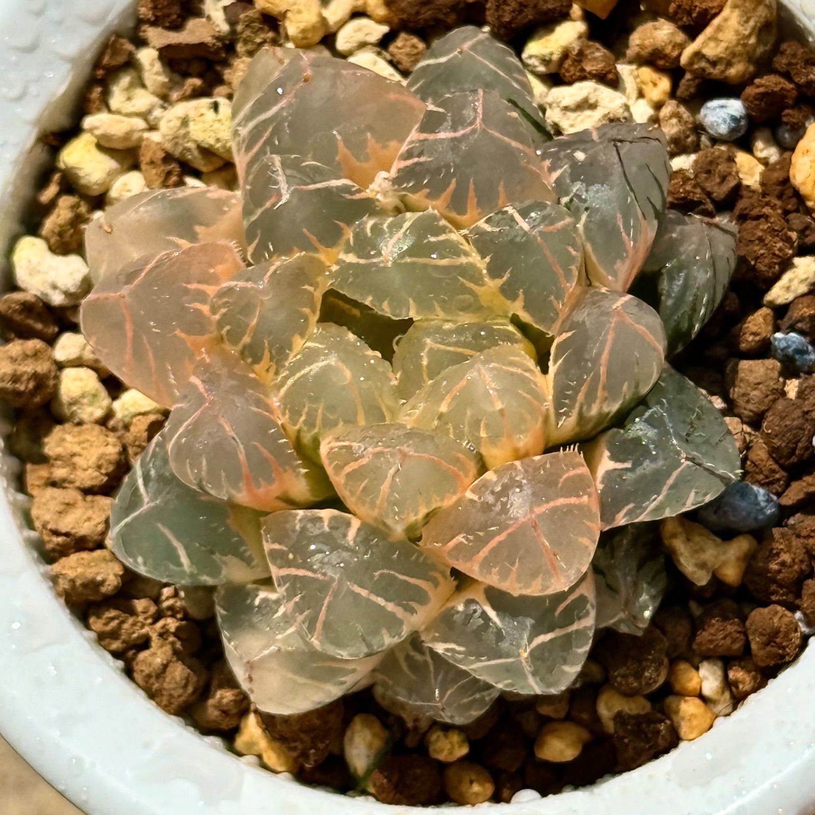 h*u様 実生オブツーサ錦 完璧な糊斑 ハオルチア 観葉植物 オークション 10 OHオブツーサ錦 糊斑 特選株 H1829 - メルカリ