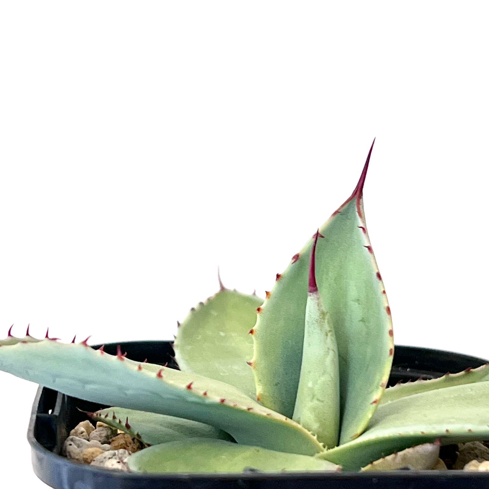 アガベ パリー 吉祥天 Agave parryi ssp. parryi - メルカリ