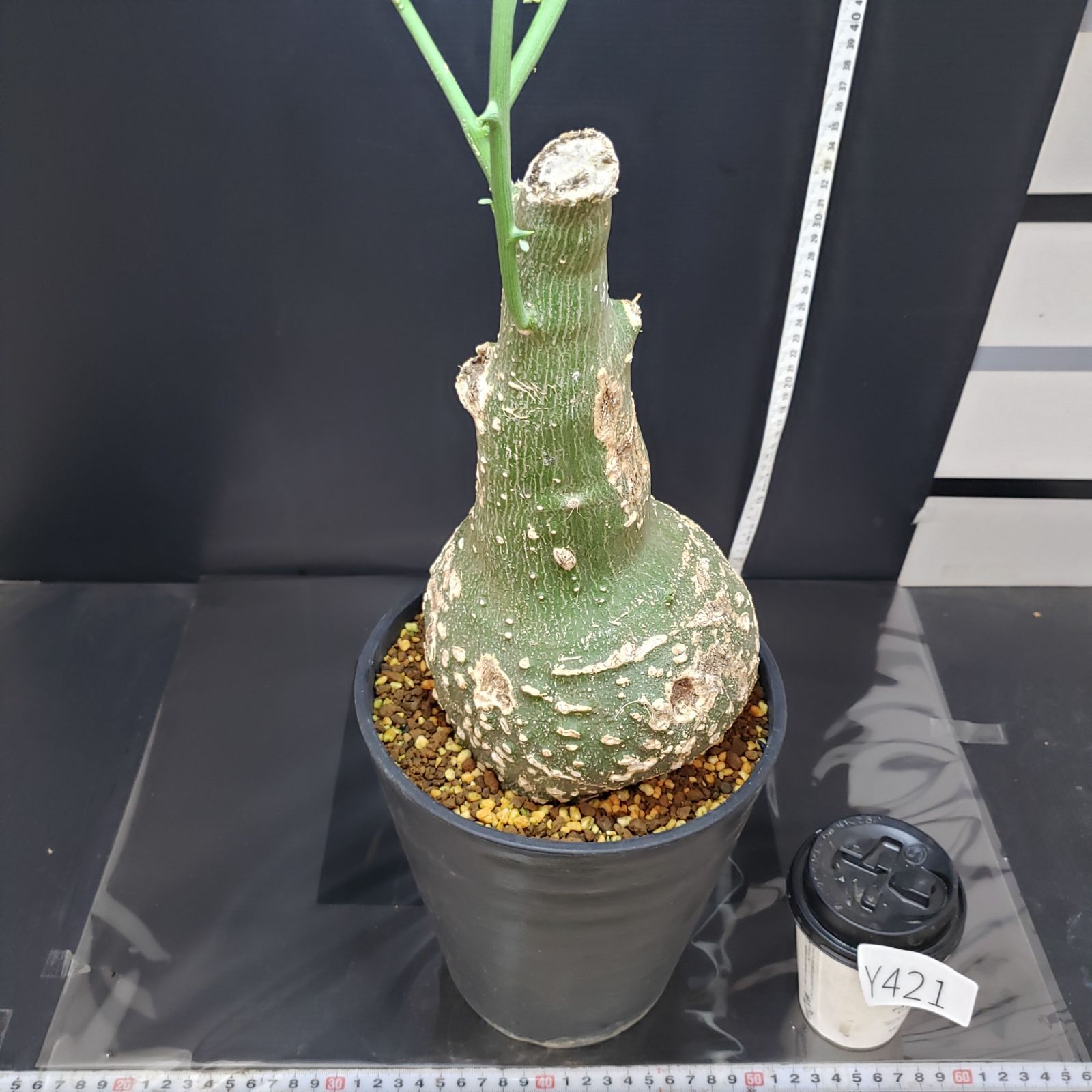 アデニア グロボーサ 現地球 発根株 発芽 (鉢付き) アデニアグロボーサ