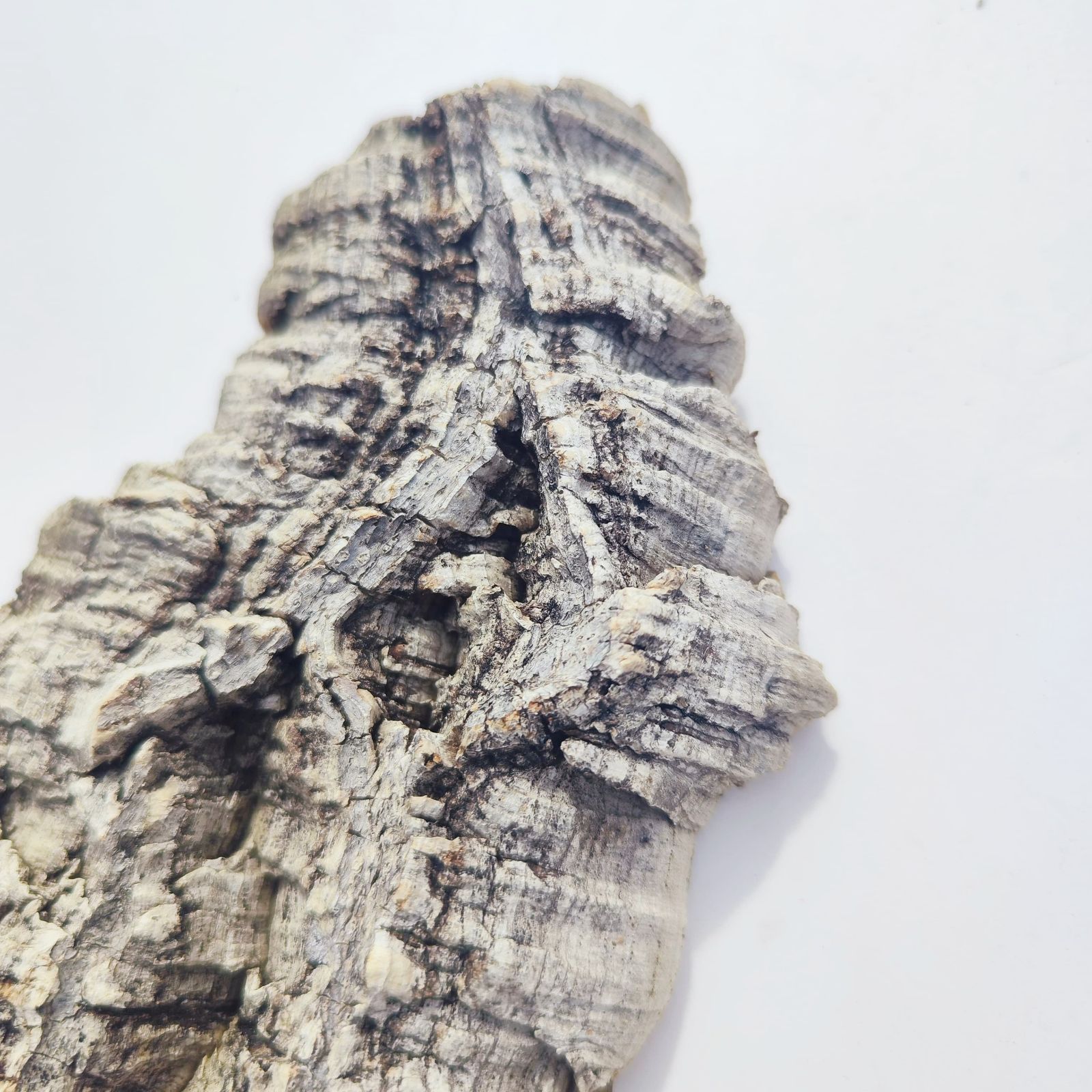 251017 ポルトガル産 キャノンコルク コルク樹皮 コルク板 バージン