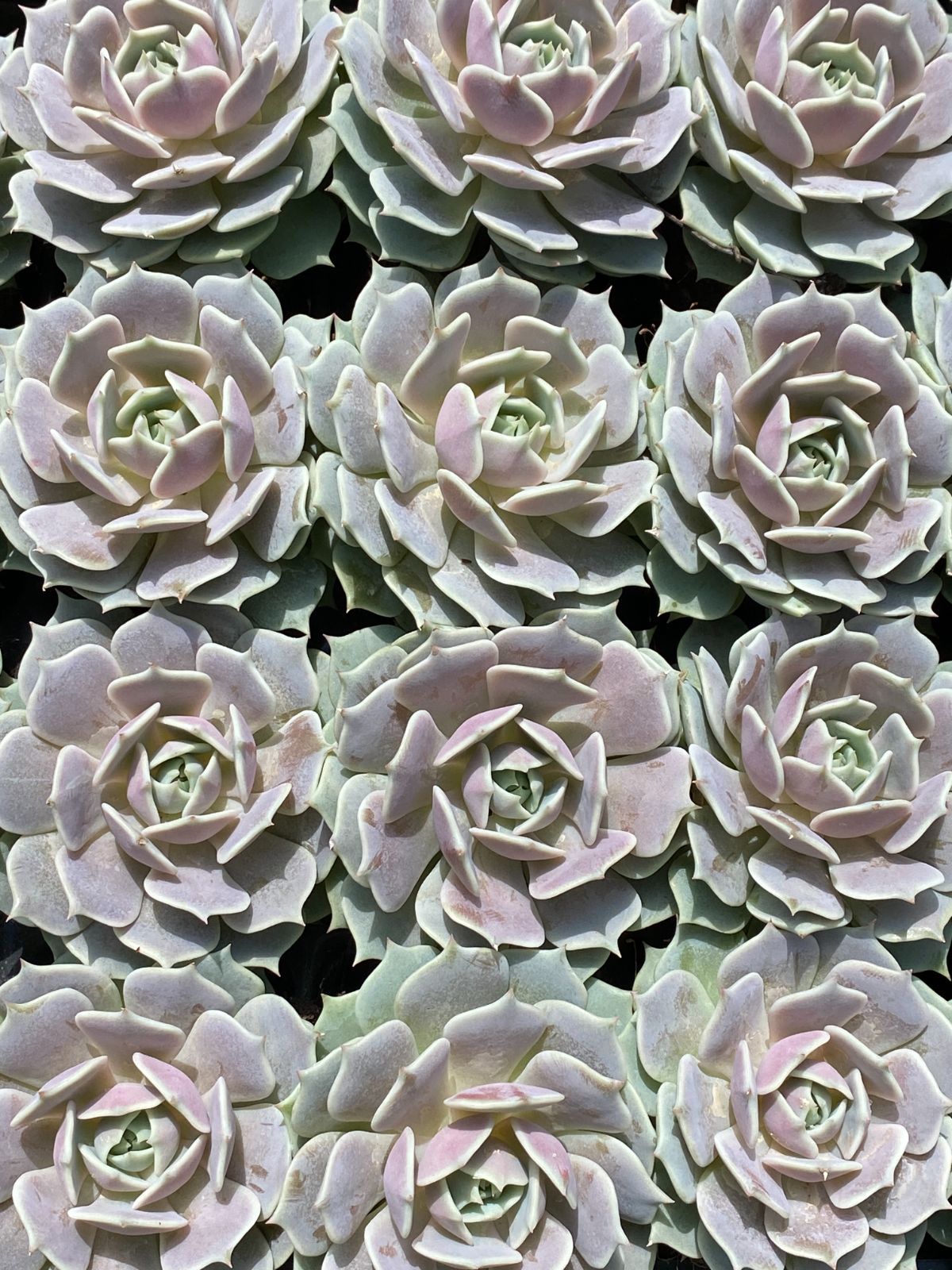 ZM1689×70 ルナレン 抜き苗 多肉植物 アエオニウム エケベリア