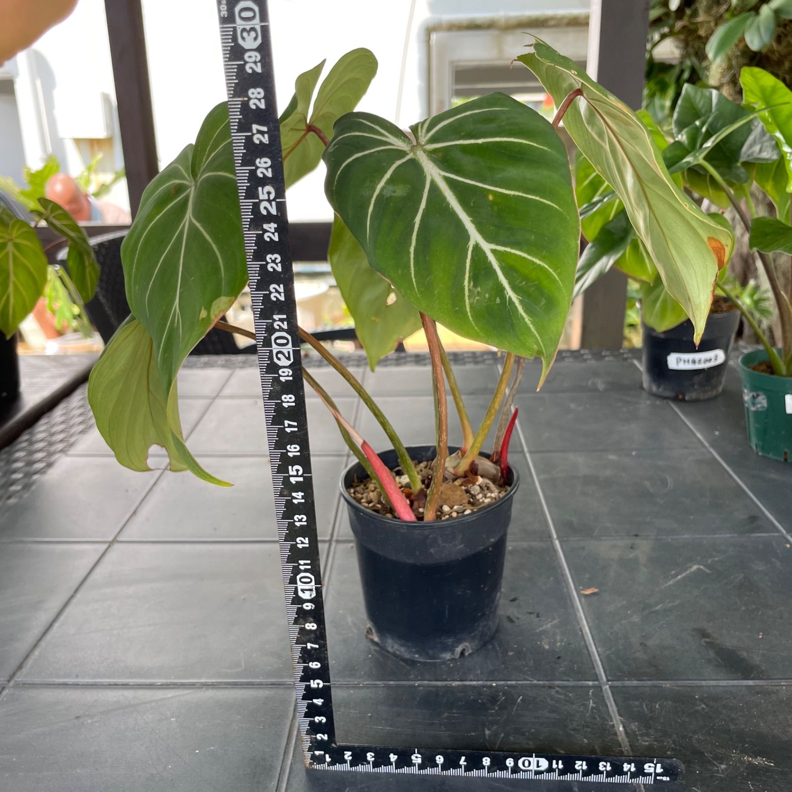 希少　フィロデンドロン　グロリオーサム　ゼブラ 超希少❗️フィロデンドロン グロリオーサム ゼブラ✨ - メルカリ