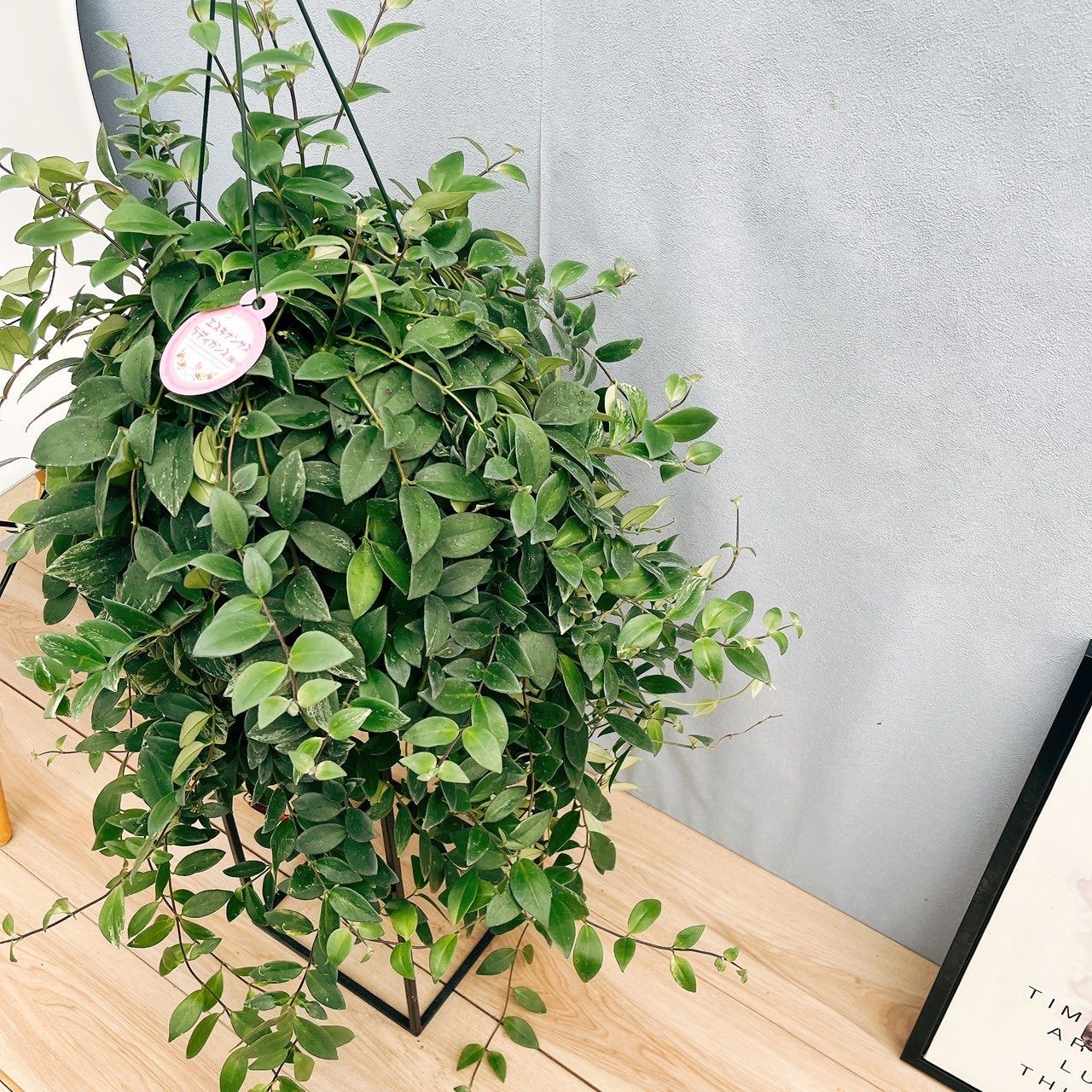 現品］65番 エスキナンサス ラディカンス 斑入り 5号 観葉植物