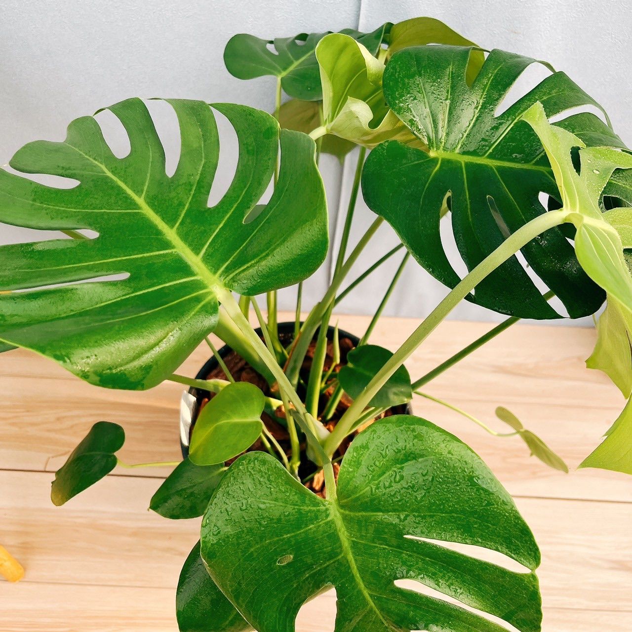 希少❗️モンステラ❤️デリシオーサ 根上がり 8号鉢