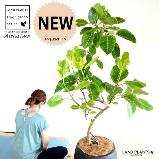 フィカス・ウンベラータ 8号 S-shaped tree form（フィカス