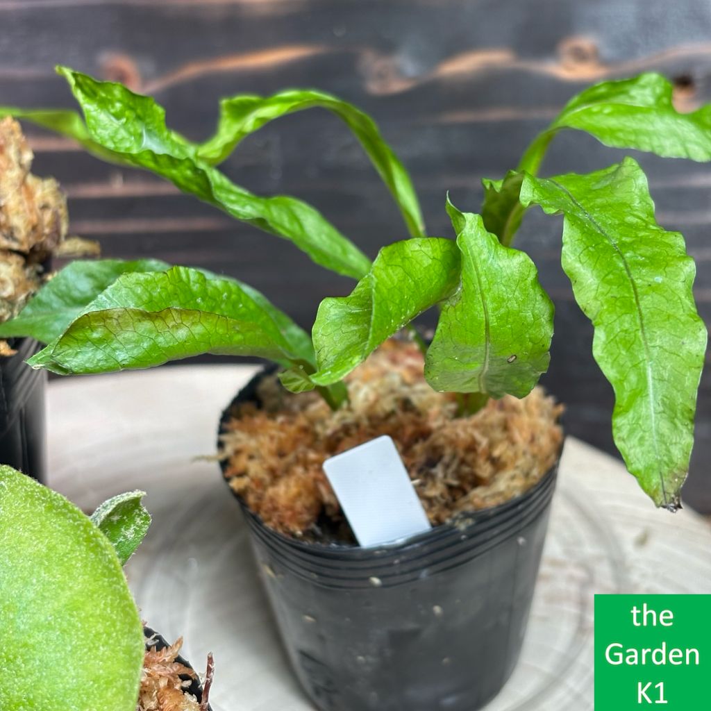 のり 2点 ビカクシダ のり 2点 ビカクシダ ビカクシダの森