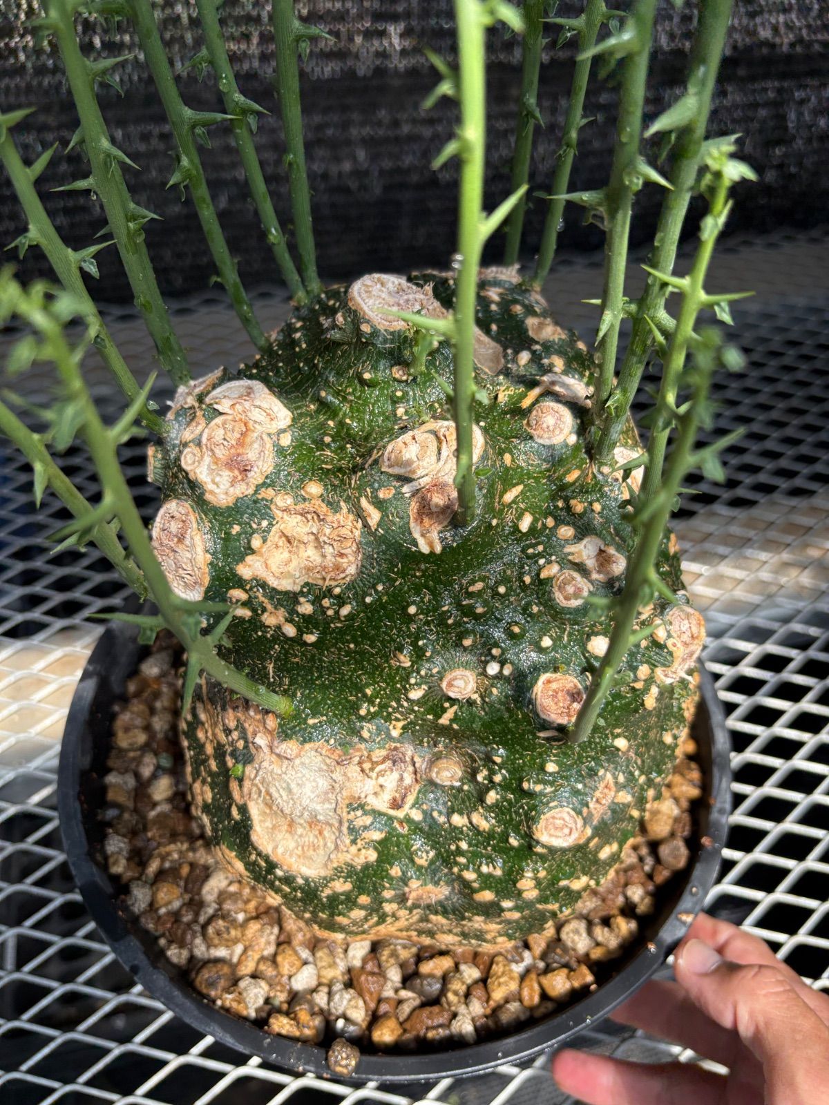 1 アデニア グロボーサ 現地球 発根済み グッドサイズ！ Adenia grobosa アデニア グロボーサ 発根済現地株 D29 | BONDEX