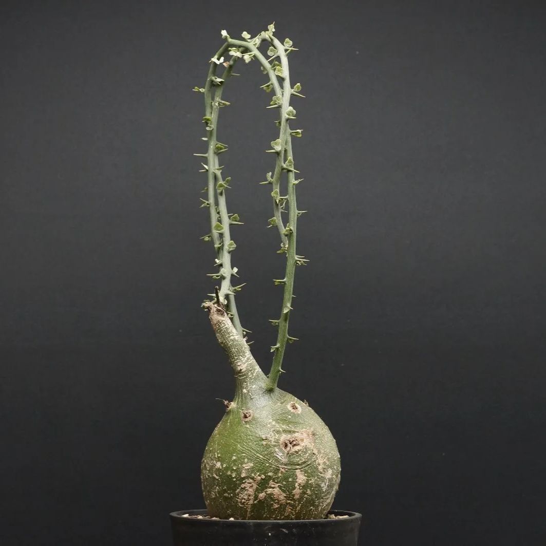 アデニア　グロボーサ　大型　良型　現地球 発根株　(鉢付き) アデニア グロボーサ 大型 良型 現地球 発根株 (鉢付き) adenia