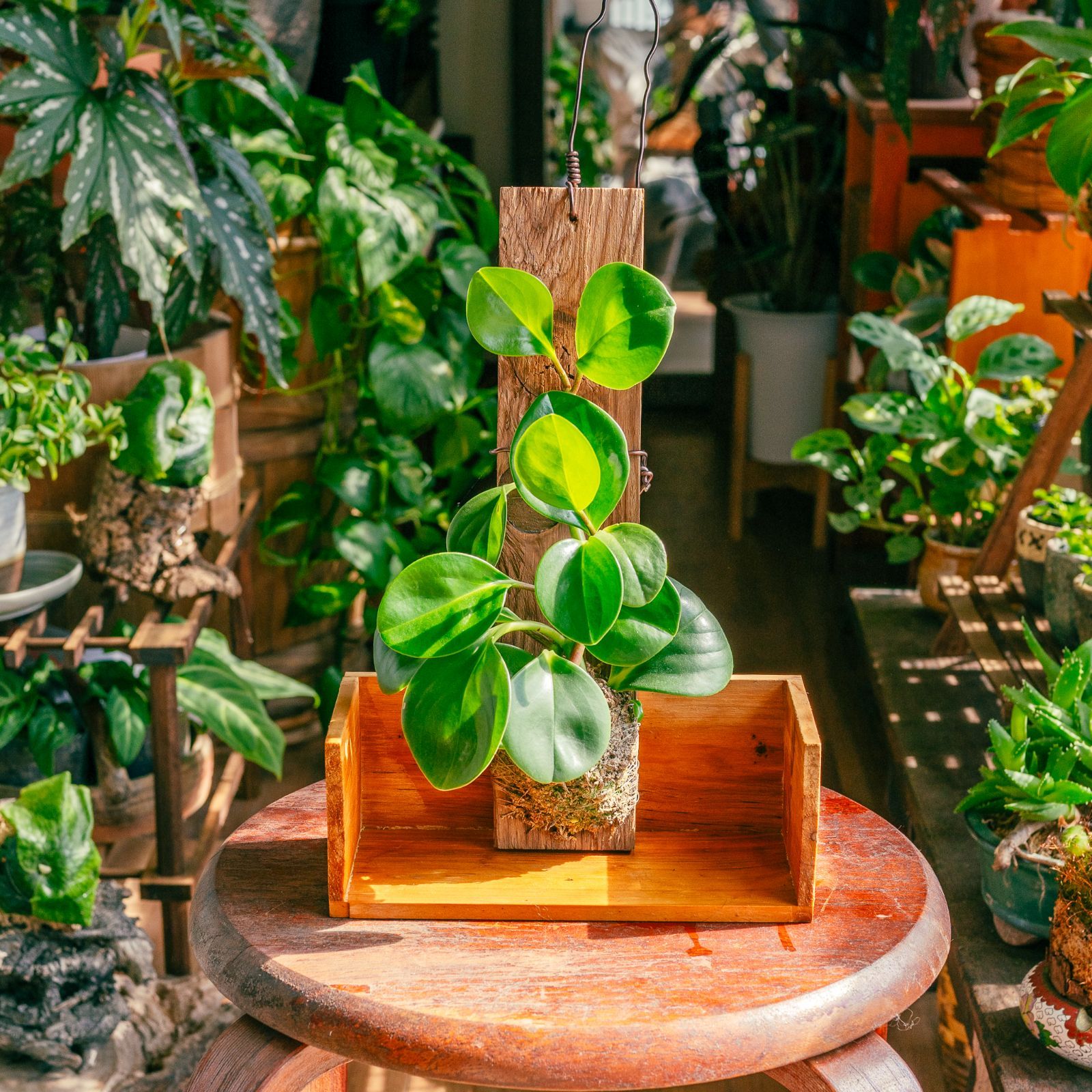 多肉植物☆ペペロミア☆ロツンディフォリア☆根付き☆ - インテリア小物