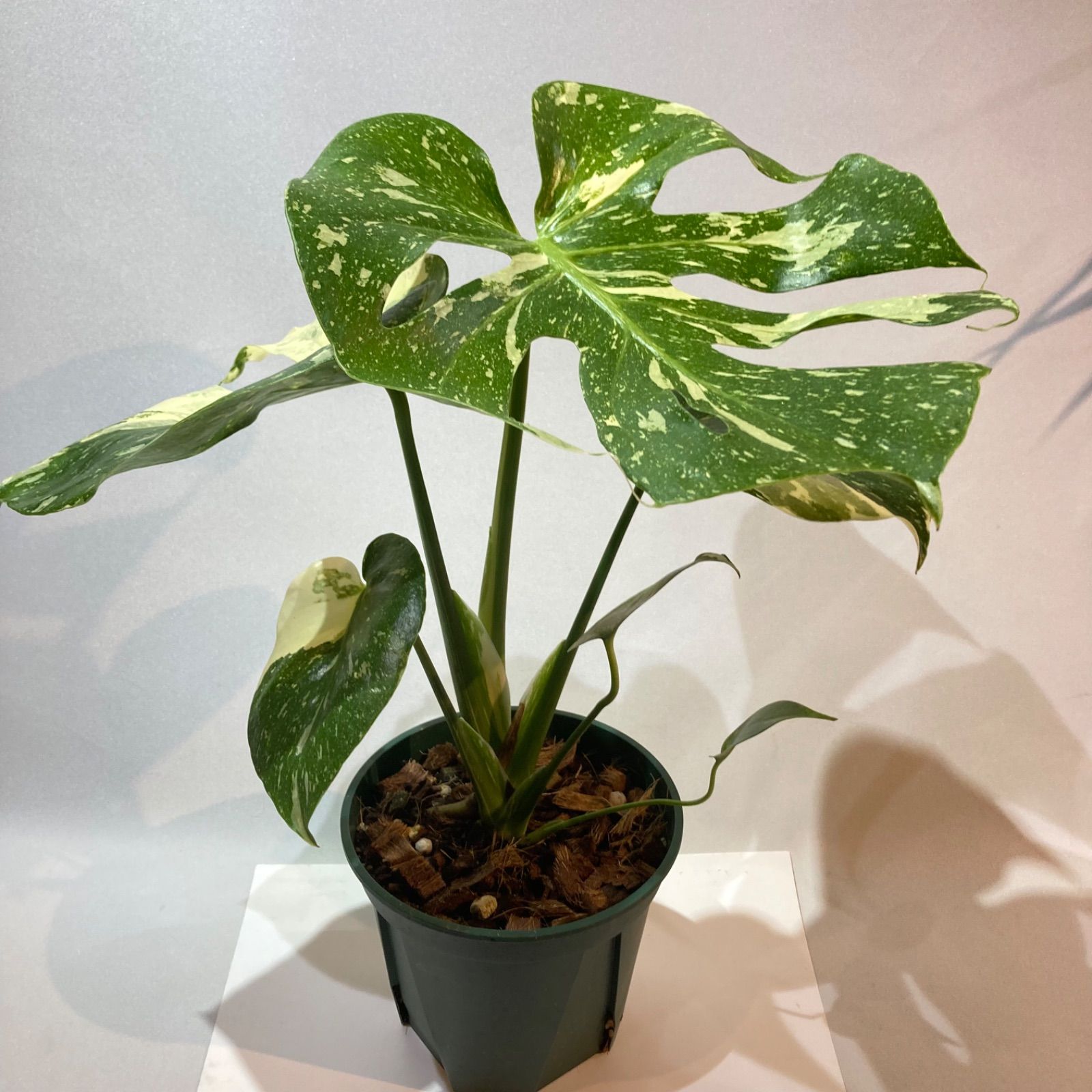 斑入りモンス！ モンステラ・タイコンステレーション 5号 - メルカリ