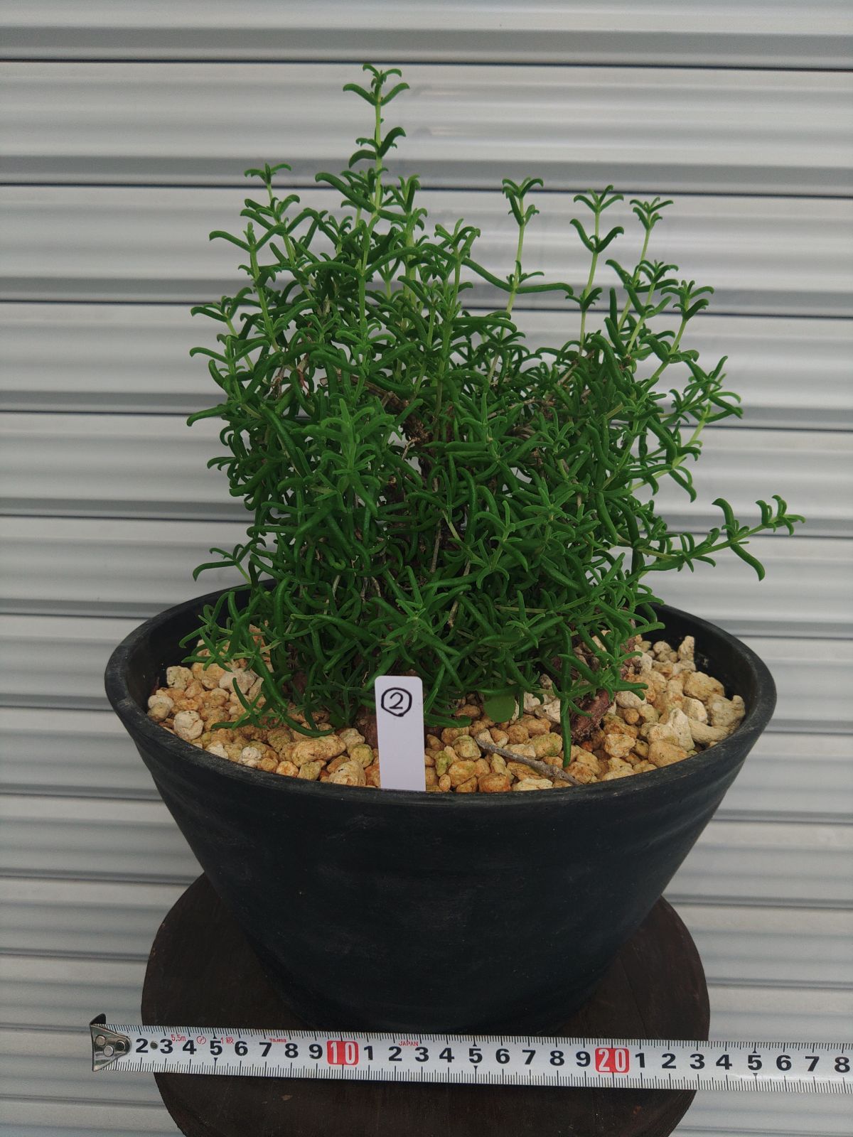 2024 メストクレマ マクロリズム➁