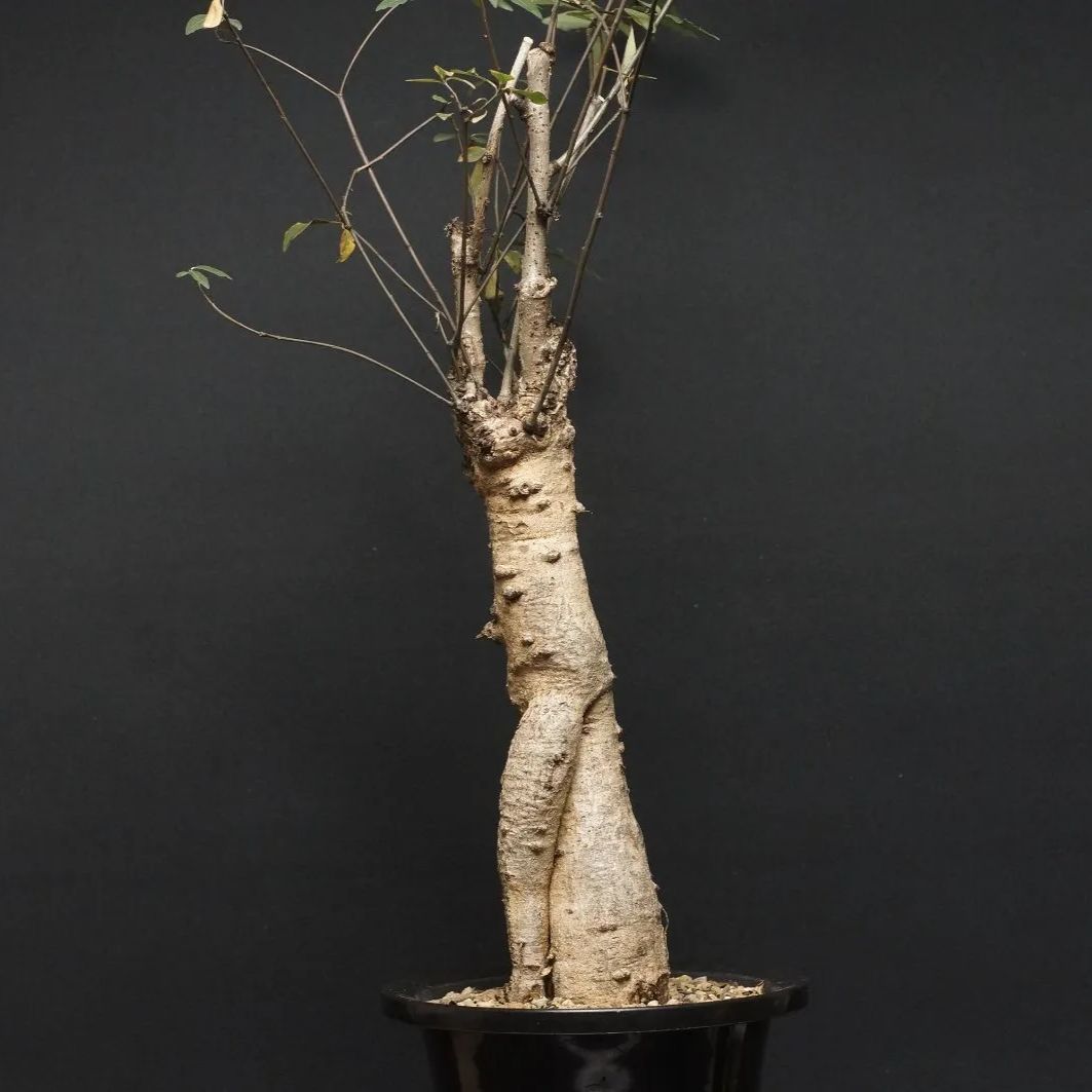 Euphorbia hedyotoides