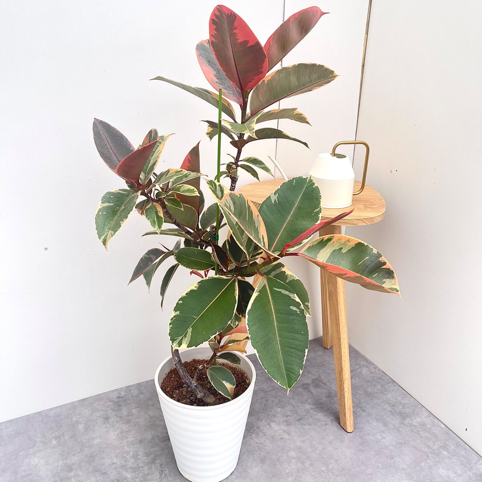 フィカス ウンベラータ 曲がり仕立て 9号 極太 特大苗木最高等級極上品