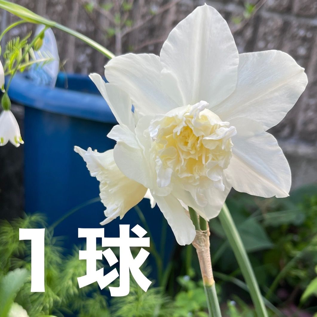 メイテル様 確認用 水仙　超多弁咲き 1球根 ① メイテル様 確認用 水仙 超多弁咲き 1球根 ① 【公式通販】