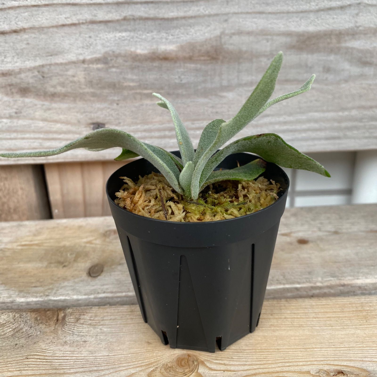 P. willinckii 'Bacteria' (TC) ビカクシダ ビカクシダ P.willinckii