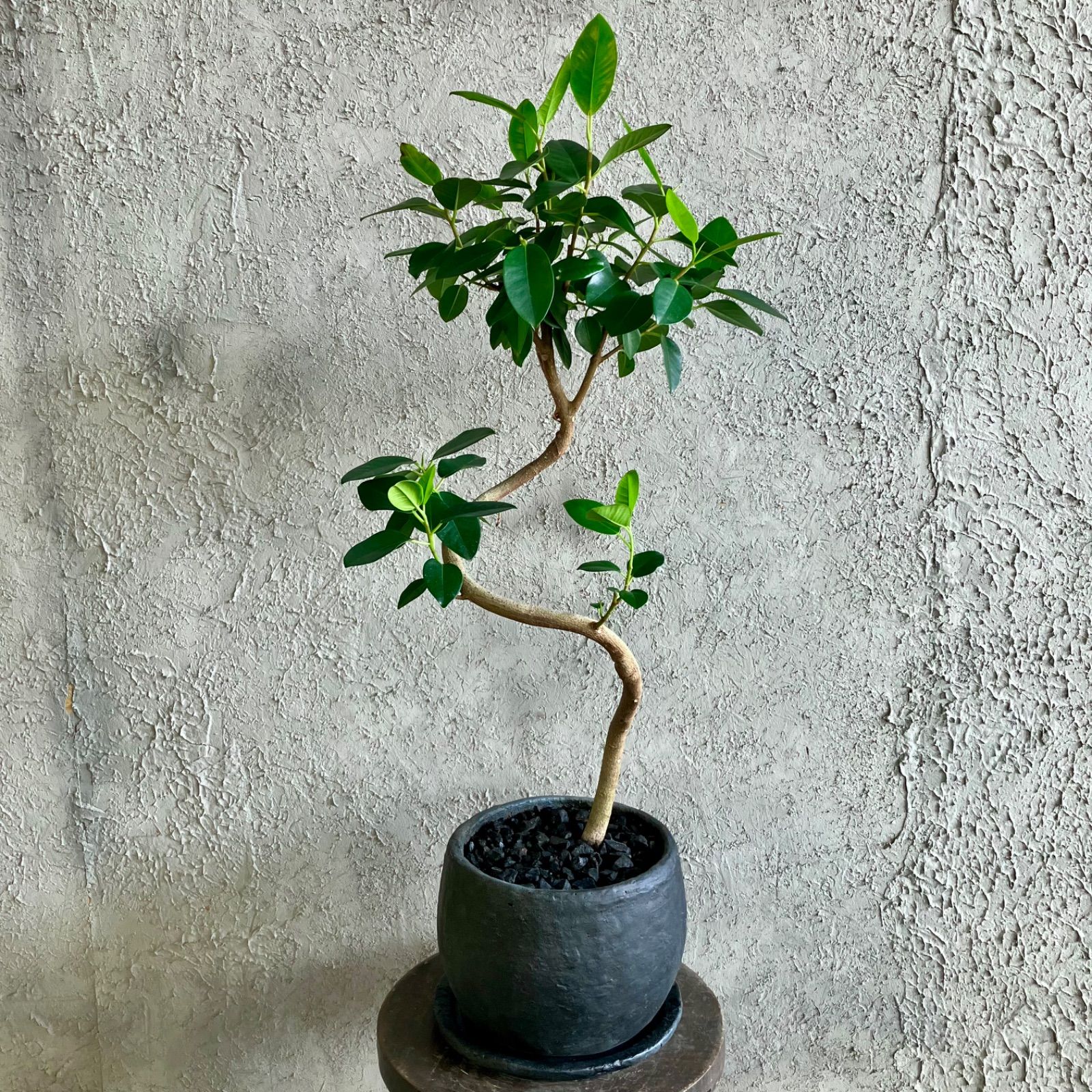 美形 螺旋 曲がり仕立て フィカス フランスゴム 7号 テラコッタ性