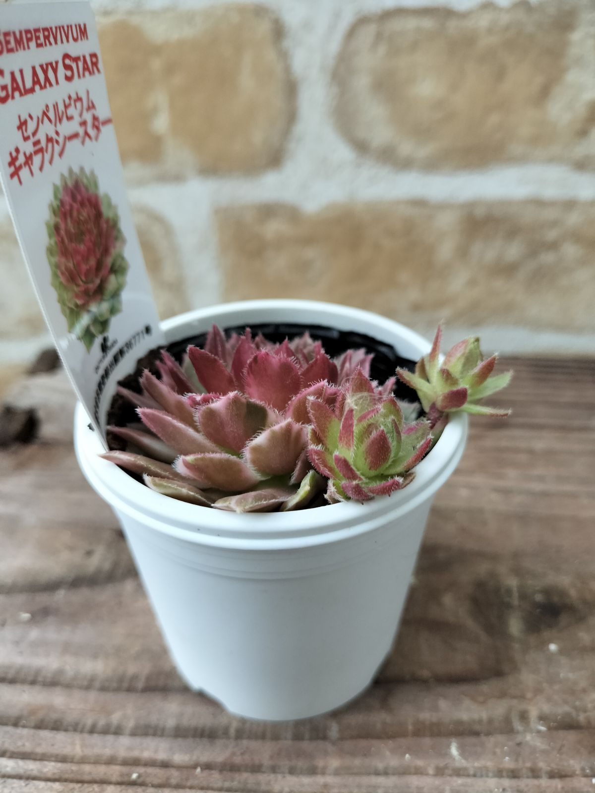 センペルビウム・ギャラクシースター - メルカリ