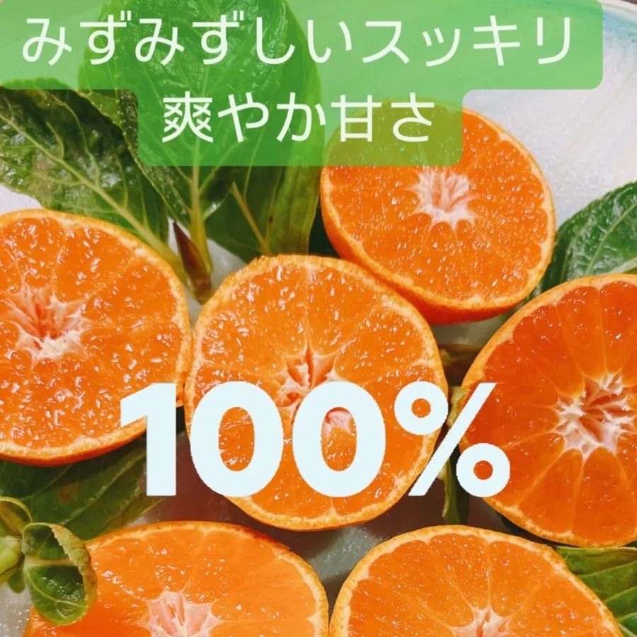 有田みかん🍊2kg Ｂ級品SS〜2L甘くて美味しいよ🥰 味はA級品！！