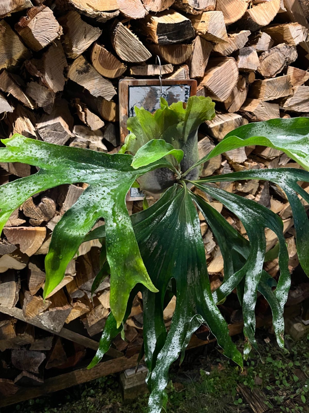 ビカクシダ【P.Mt lewis マウントルイス スケートボード 子株 株分け