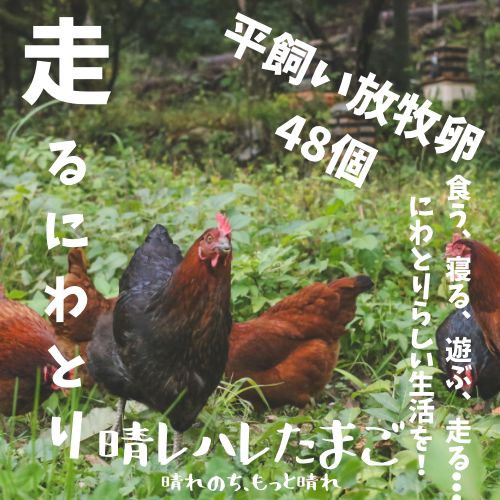 【走り回る！平飼い放牧卵・48個】走って、発酵飼料を食べて、谷川天然水を飲んで！
