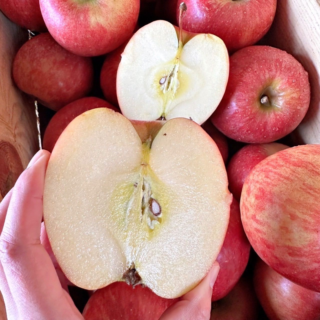 青森県産  美丘  (さしゃ)  りんご  家庭用 10kg  産地直送 リンゴ