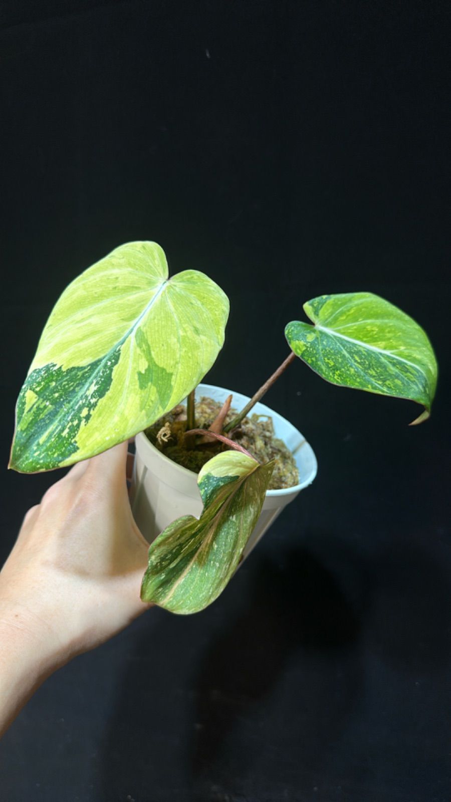 29 フィロデンドロン　グロリオーサム　トリカラー　斑入り　白多め　美斑 29 フィロデンドロン グロリオーサム トリカラー 斑入り 白多め