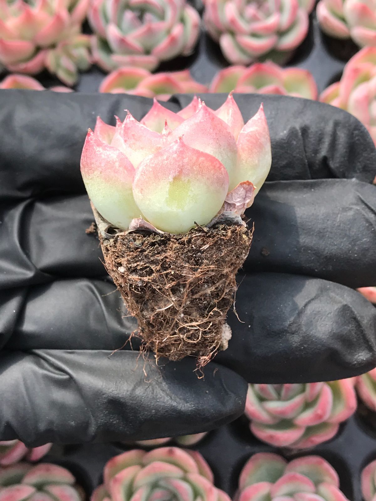 セル苗105個セット✨多肉植物 エケベリア 詰め合わせ 寄せ植えに