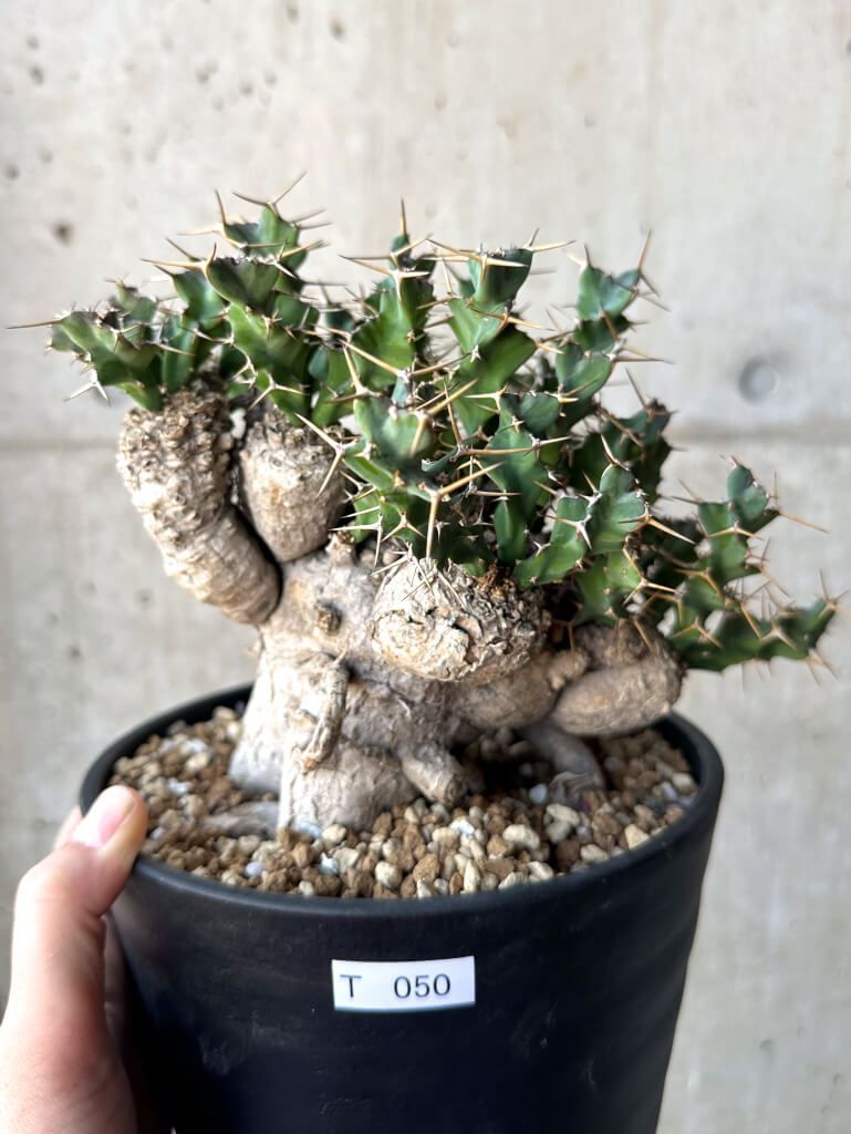 ユーフォルビア ホリダ ユーフォルビア クラビゲラ 2点セット販売 パドー ユーフォルビア ホリダ ユーフォルビア クラビゲラ 2点セット