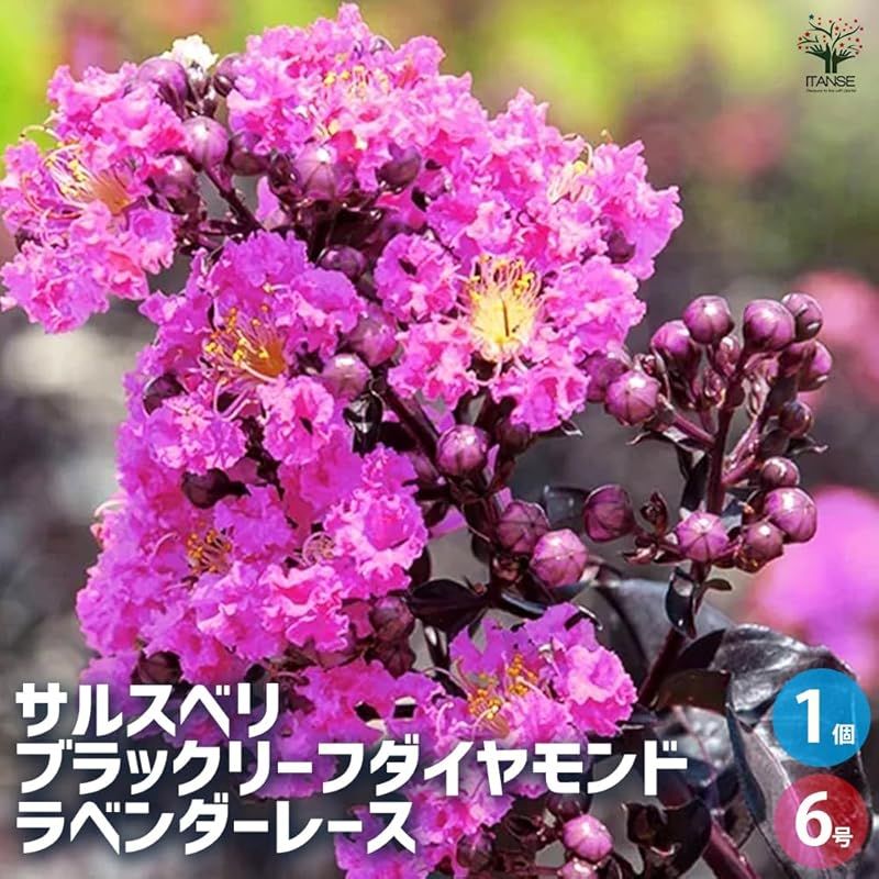 ♥ ＩＴＡＮＳＥ サルスベリ ブラックリーフダイヤモンド ラベンダーレース 6号 1個売り 品種で選べる花木苗 ●ブラックリーフダイヤモンドは銅葉系品種で 手入れをあまり必要とせず樹形が自然にコンパクトに整います 葉の照りの強くないエレガントなブ 0
