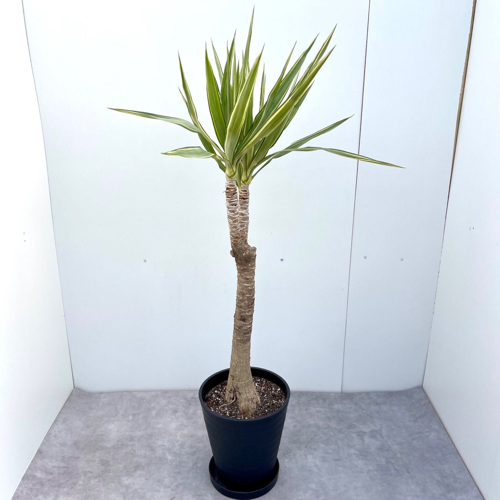 ユッカ エレファンティペス 斑入り 1【現品】☆希少☆ 観葉植物 - メルカリ