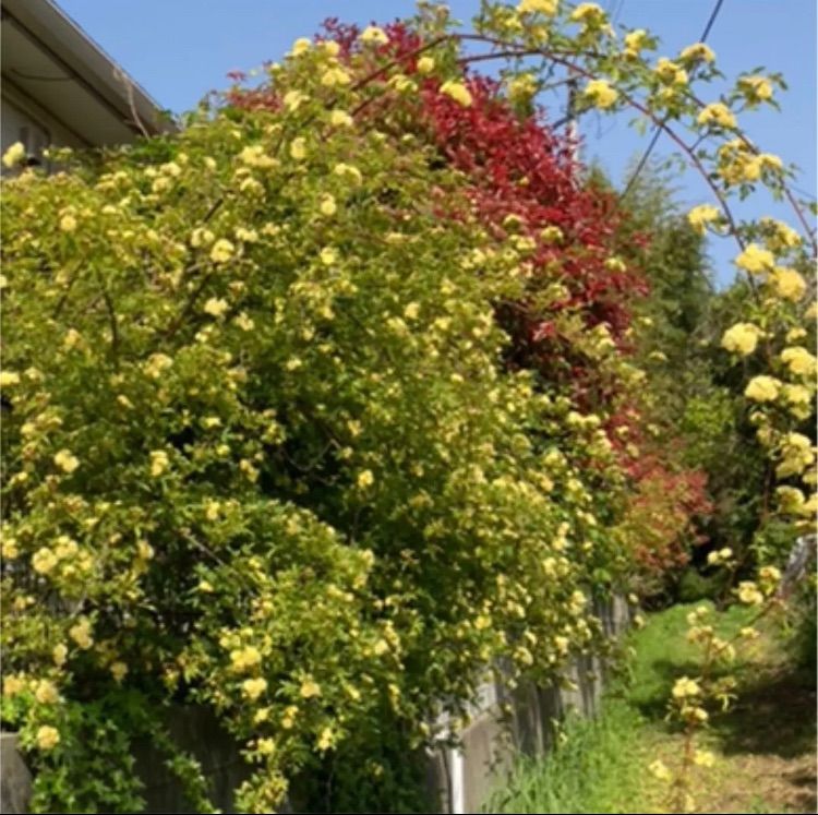 モッコウバラ木香薔薇】挿し穂セット 無農薬トゲなし黄色 - メルカリ