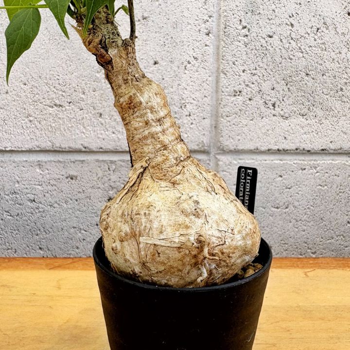 フィルミアナ・フルゲンス Firmiana fulgens 塊根植物コーデックス