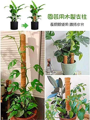 世界の 新品 未使用 新品 園芸 支柱 植物支柱 ヘゴ支柱 Jaone 植物サポート モンステラ つる 2 植物 観葉植物 Wblog Paraiso Peru Com Wblog Paraiso Peru Com