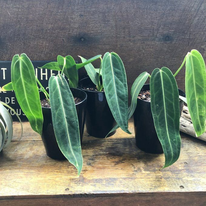 ポットごと♡アンスリウム ワロクアーナム 「Anthurium ポットごと♡アンスリウム ワロクアーナム 「Anthurium