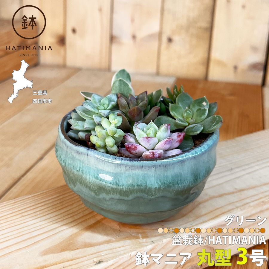 かみゅ多肉 | ♪ ミニ盆栽鉢💕 🫧 #多肉植物 #多肉植物寄せ植え