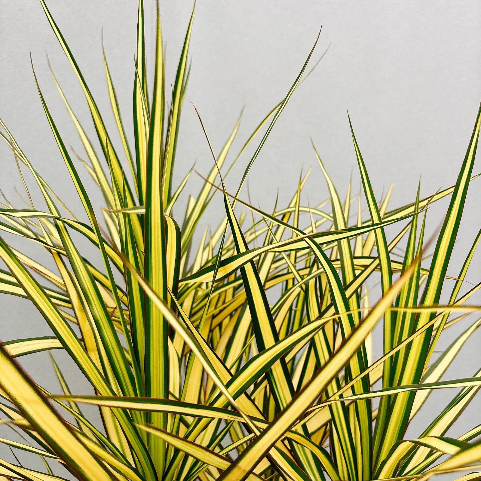 ドラセナ　コンシンネ　マジナータゴールド　1【現品】観葉植物　室内　大型 コンシンネ・マジナータ・ゴールド | 観葉植物の通販 AND PLANTS