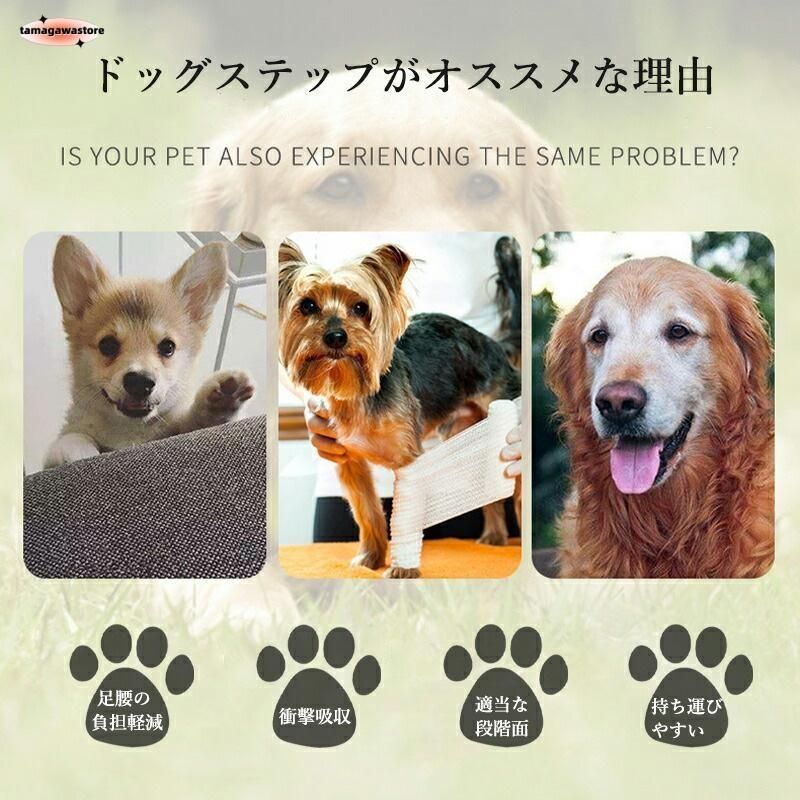 猫 洗える