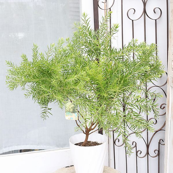 現品販売 常緑苗木 アカシア テレサ 5号 高さ65cm ミモザ 春に黄色の花