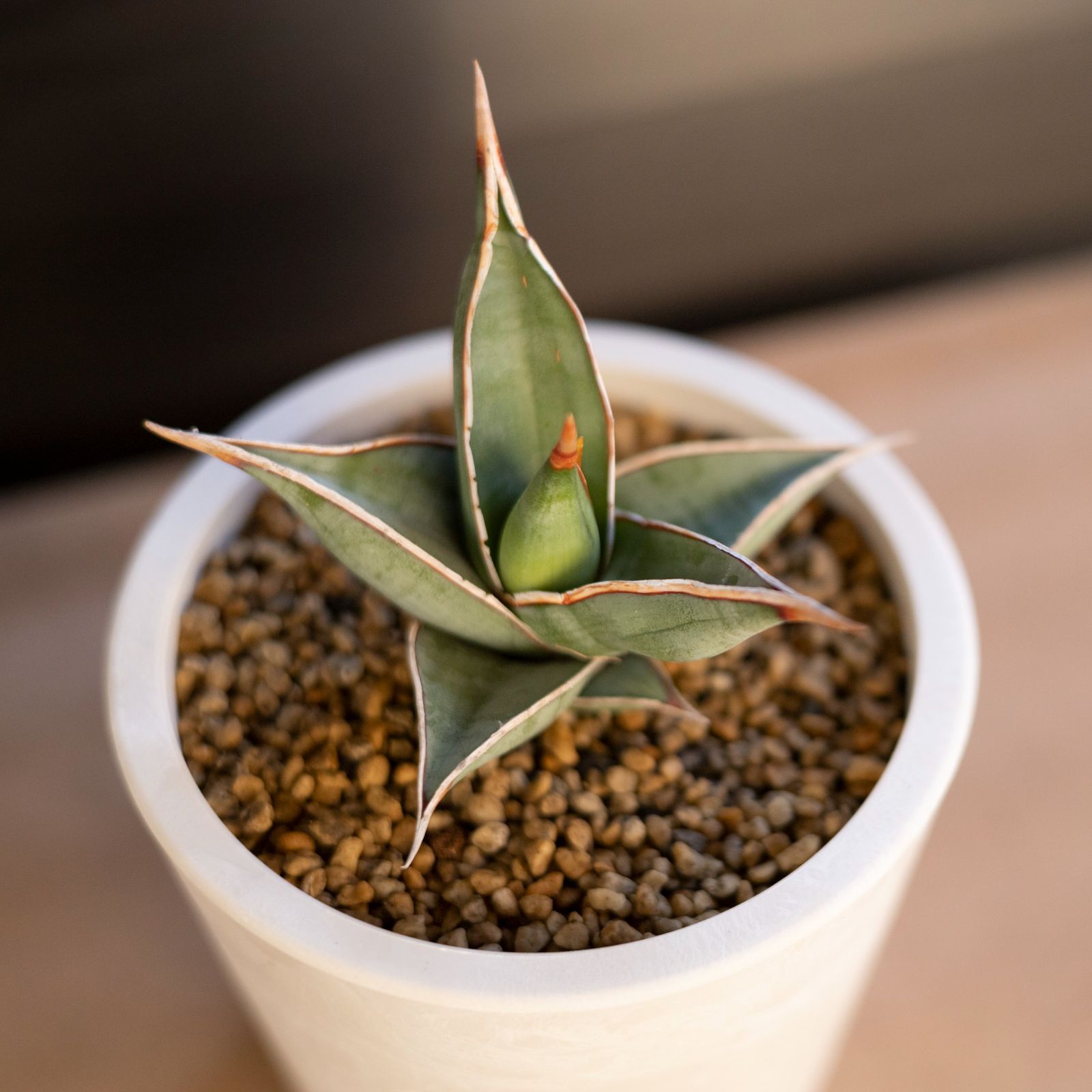 格安スタート レア サンスベリア Sansevieria pinguicula variegata ...