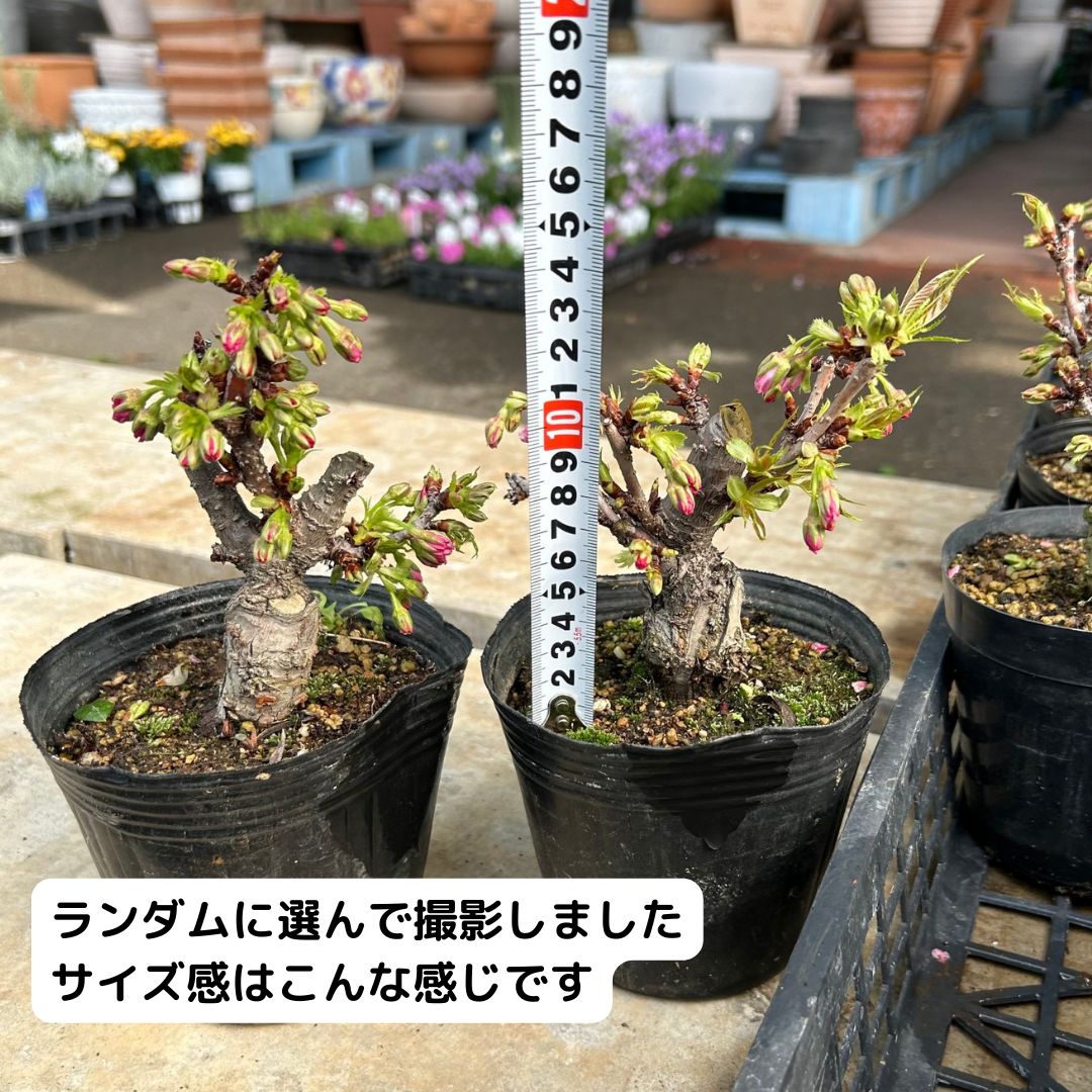 □入荷前売り尽くし□一才桜（旭山桜）ポット☆ - メルカリ