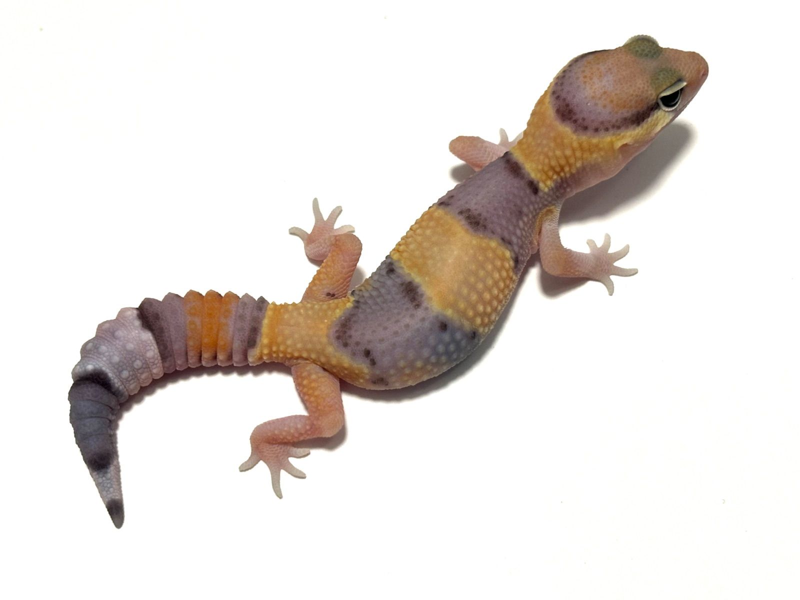 冷凍イエコML約3000匹1kg冷凍コオロギ