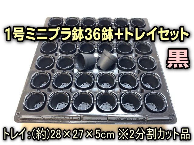1号鉢ミニプラ鉢トレイ-厚(ハード)＋1号プラ鉢-黒-ミニサイズ36鉢付セット@フラワーショップ江口＊一寸鉢