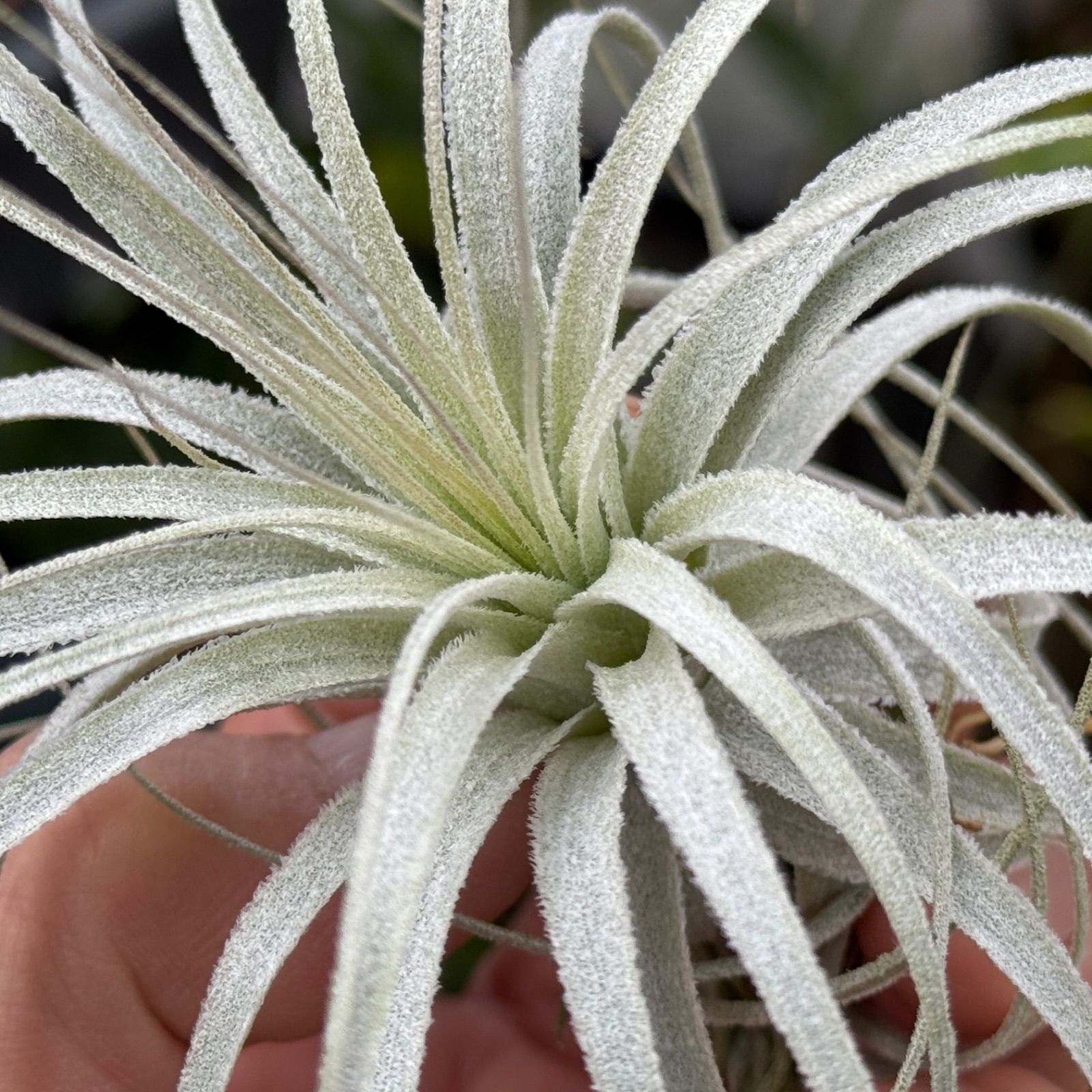 チランジア チャペウエンシス Tillandsia chapeuensis＊(約)最大直径