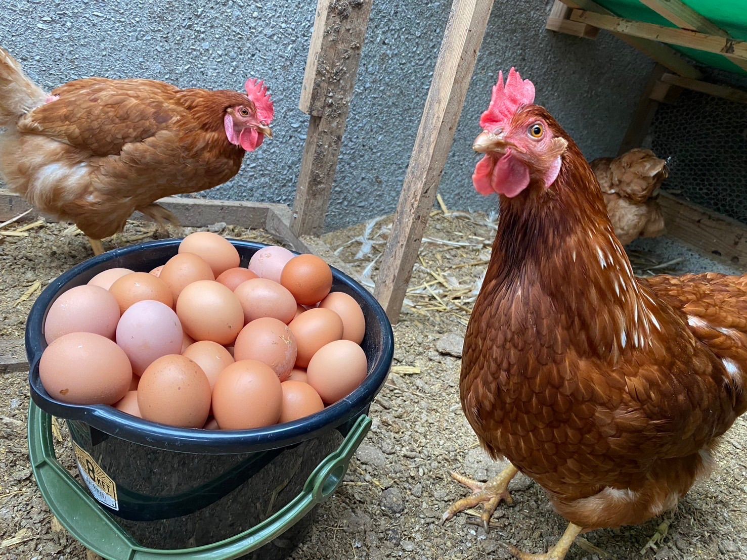 320個入り 宮下養鶏の朝採れ平飼い卵 【公式通販】