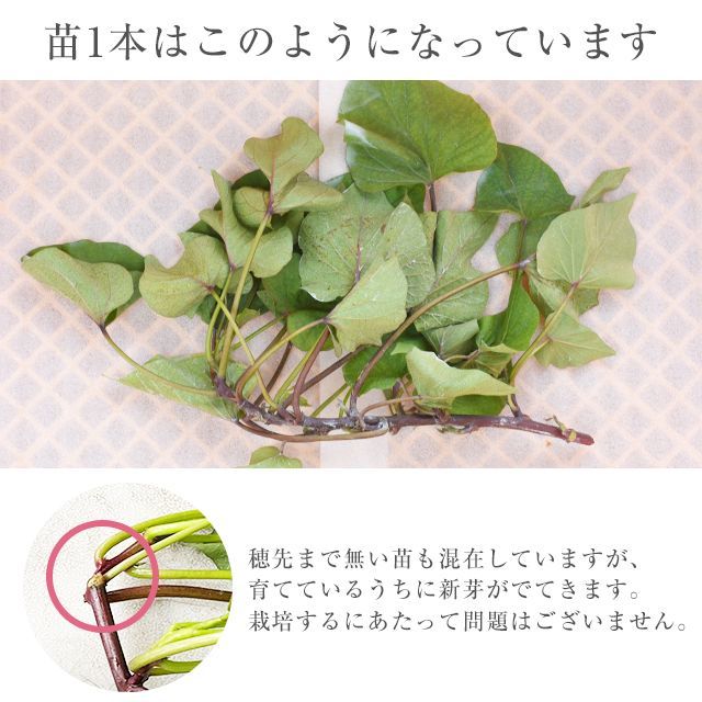 さつまいも苗【あまはづき100本】【ウイルスフリー切り苗】 【公式通販】