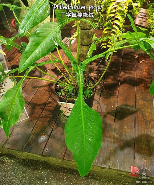 フィロデンドロン ジョーピー Philodendron joepii(トップカット苗
