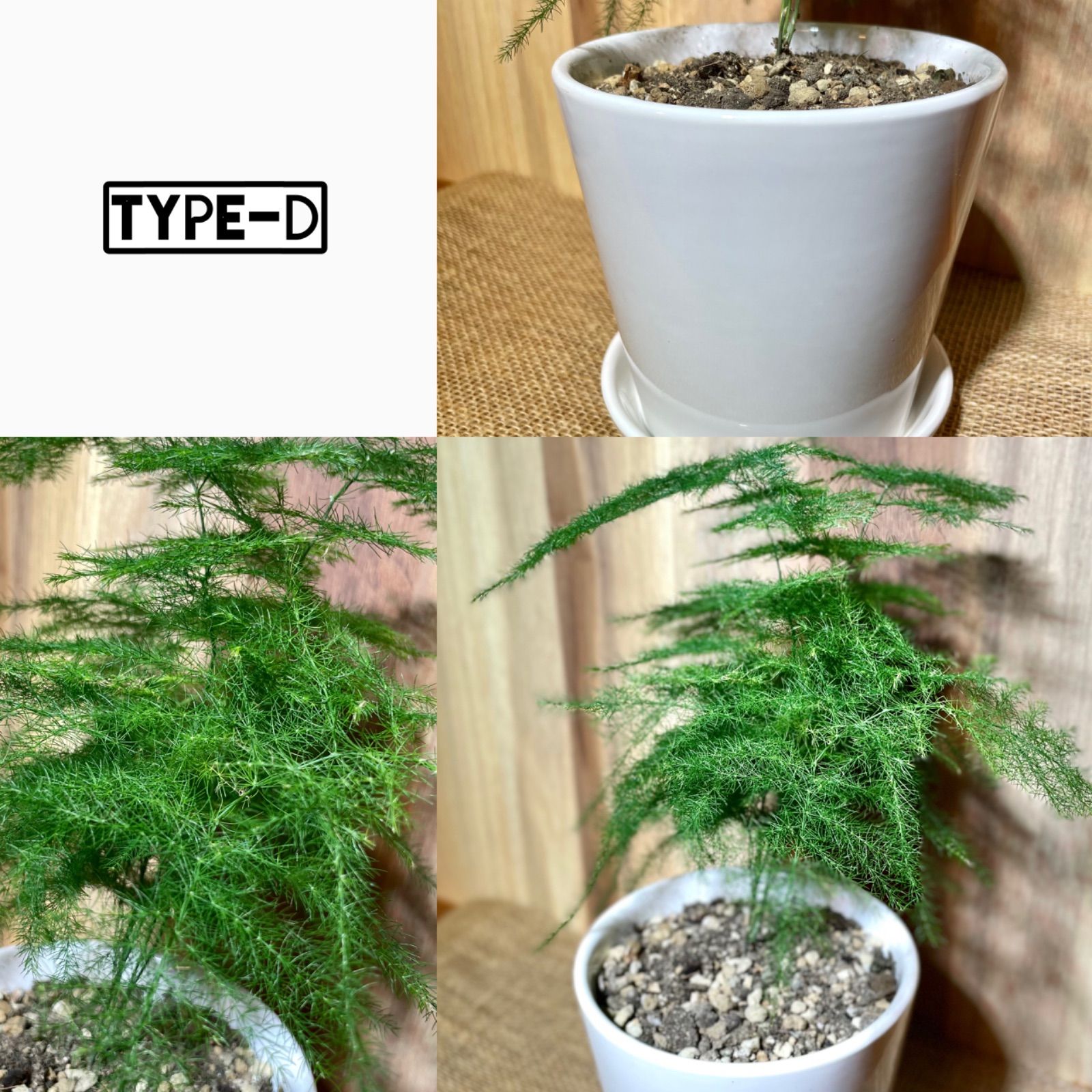 人気アイテム 新品 未使用 アスパラガス ナナス 鉢植え 植物 観葉植物 Www Setopen Com Www Setopen Com 人気アイテム 新品 未使用 アスパラガス ナナス 鉢植え 植物 観葉植物 Www Setopen Com Www Setopen Com